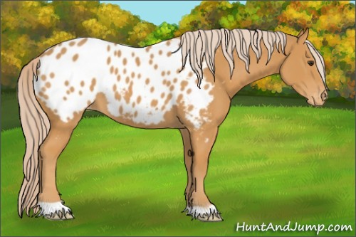 Horse Color:Palomino Appaloosa 