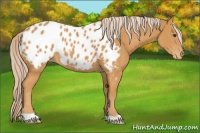 Horse Color:Palomino Appaloosa 