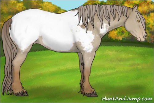 Horse Color:Chocolate Palomino Dun Appaloosa 