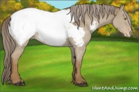 Horse Color:Chocolate Palomino Dun Appaloosa 