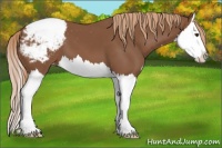 Horse Color:Chestnut Splash Appaloosa 