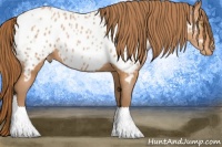 Horse Color:Bay Pearl Sabino Appaloosa 