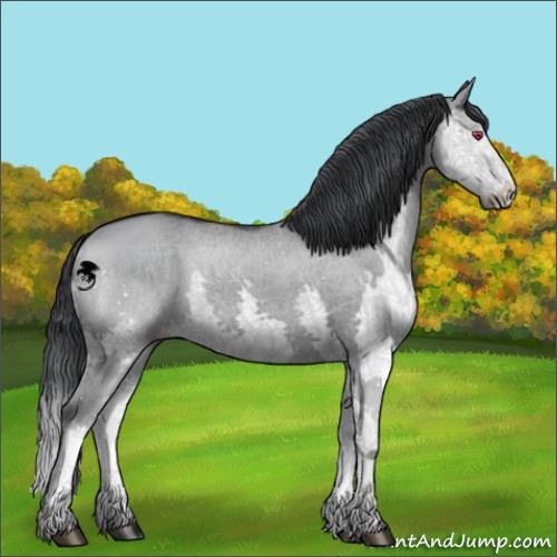 Horse Color:Grullo Chinchilla Splash 