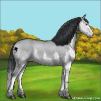 Horse Color:Grullo Chinchilla Splash 