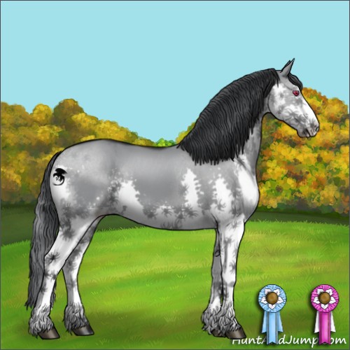Horse Color:Grullo Chinchilla Splash