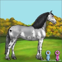 Horse Color:Grullo Chinchilla Splash 