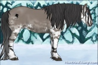 Horse Color:Grullo Splash 