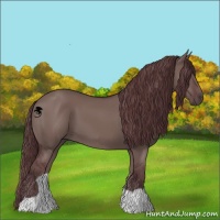 Horse Color:Chocolate Grullo 