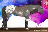Horse Color:White Spotted Grullo Appaloosa 