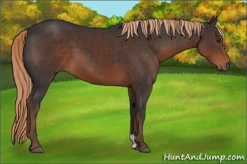 Horse Color:Liver Chestnut 