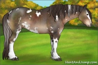 Horse Color:White Spotted Liver Chestnut