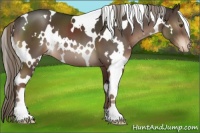 Horse Color:White Spotted Liver Chestnut Mushroom Varnish