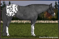 Horse Color:Black Appaloosa 