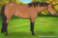 Horse Color:Bay 