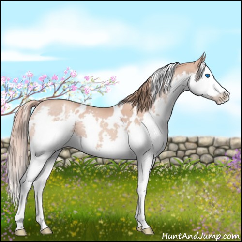 Horse Color:White Spotted Gold Champagne Splash