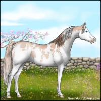 Horse Color:White Spotted Gold Champagne Splash 