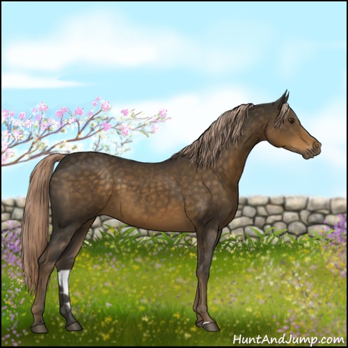 Horse Color:Chocolate Palomino Sabino 