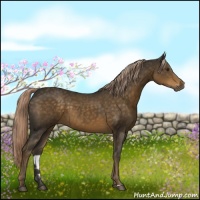 Horse Color:Chocolate Palomino Sabino 