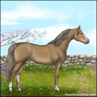 Horse Color:Chocolate Palomino Dun Sabino 