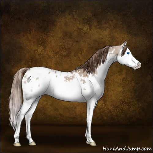 Horse Color:White Spotted Liver Red Dun Sabino Splash Appaloosa 