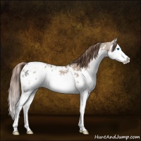 Horse Color:White Spotted Liver Red Dun Sabino Splash Appaloosa