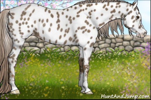 Horse Color:Chocolate Palomino Sabino Appaloosa Rabicano 