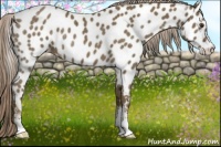 Horse Color:Chocolate Palomino Sabino Appaloosa Rabicano 