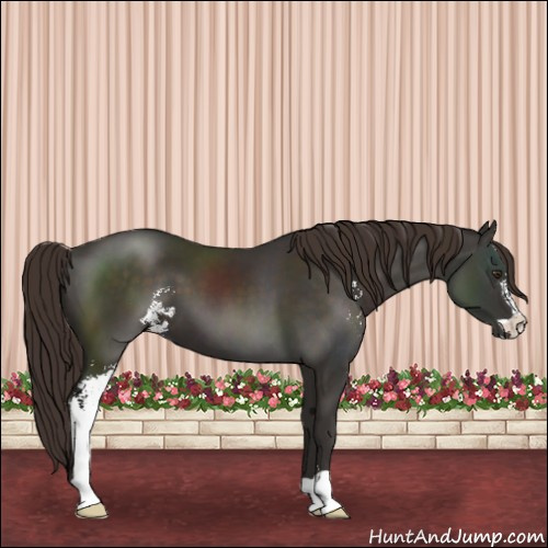 Horse Color:Liver Chestnut Sabino 