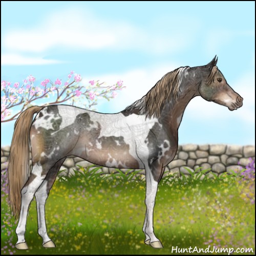Horse Color:White Spotted Liver Chestnut Tobiano 