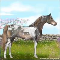 Horse Color:White Spotted Liver Chestnut Tobiano 