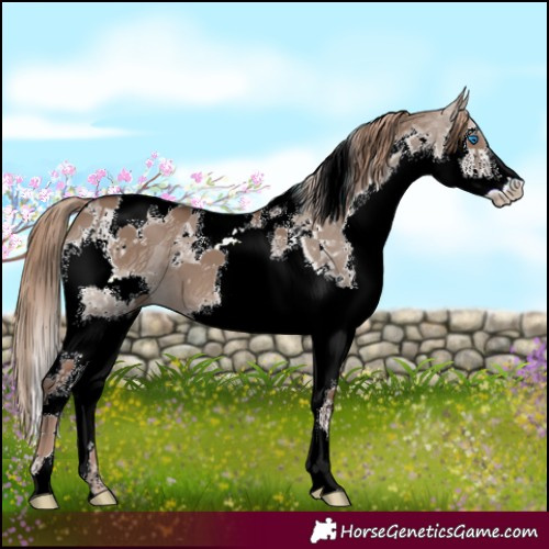 Horse Color:Liver Red Dun Splash Tobiano 