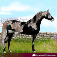 Horse Color:Liver Red Dun Splash Tobiano 