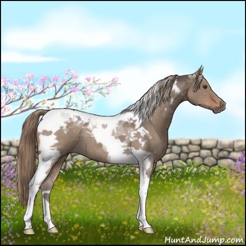 Horse Color:Liver Red Dun Tobiano 