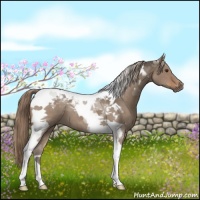Horse Color:Liver Red Dun Tobiano 