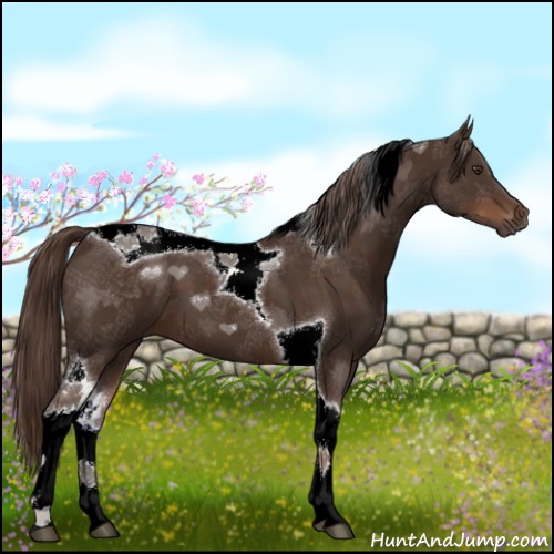 Horse Color:Liver Chestnut Sabino Tobiano 