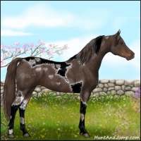 Horse Color:Liver Chestnut Sabino Tobiano 