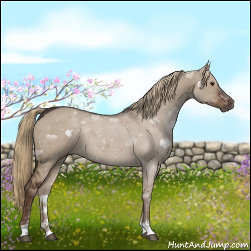 Horse Color:Liver Red Dun Sabino 