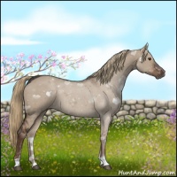 Horse Color:Liver Red Dun Sabino