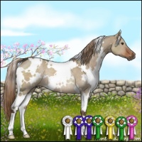 Horse Color:White Spotted Liver Red Dun Rabicano 