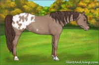 Horse Color:Classic Champagne Appaloosa 