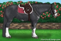 Horse Color:Black Sabino