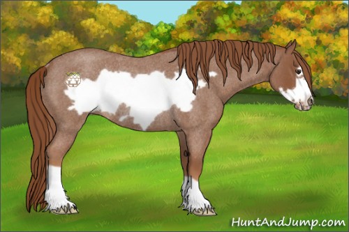 Horse Color:Red Roan Frame Rabicano 
