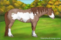Horse Color:Red Roan Frame Rabicano 