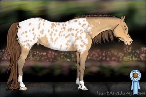 Horse Color:Amber Cream Champagne Roan Appaloosa 