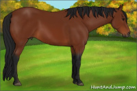 Horse Color:Gray Bay 