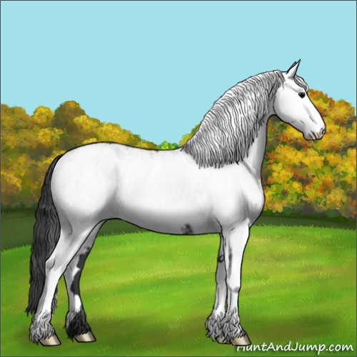 Horse Color:White Spotted Black 