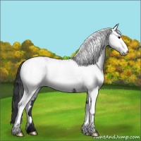 Horse Color:White Spotted Black 