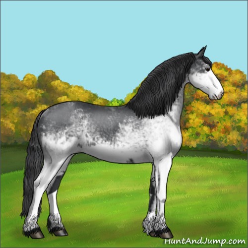 Horse Color:White Spotted Black 