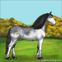Horse Color:White Spotted Black 