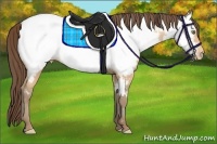 Horse Color:Amber Champagne Appaloosa 